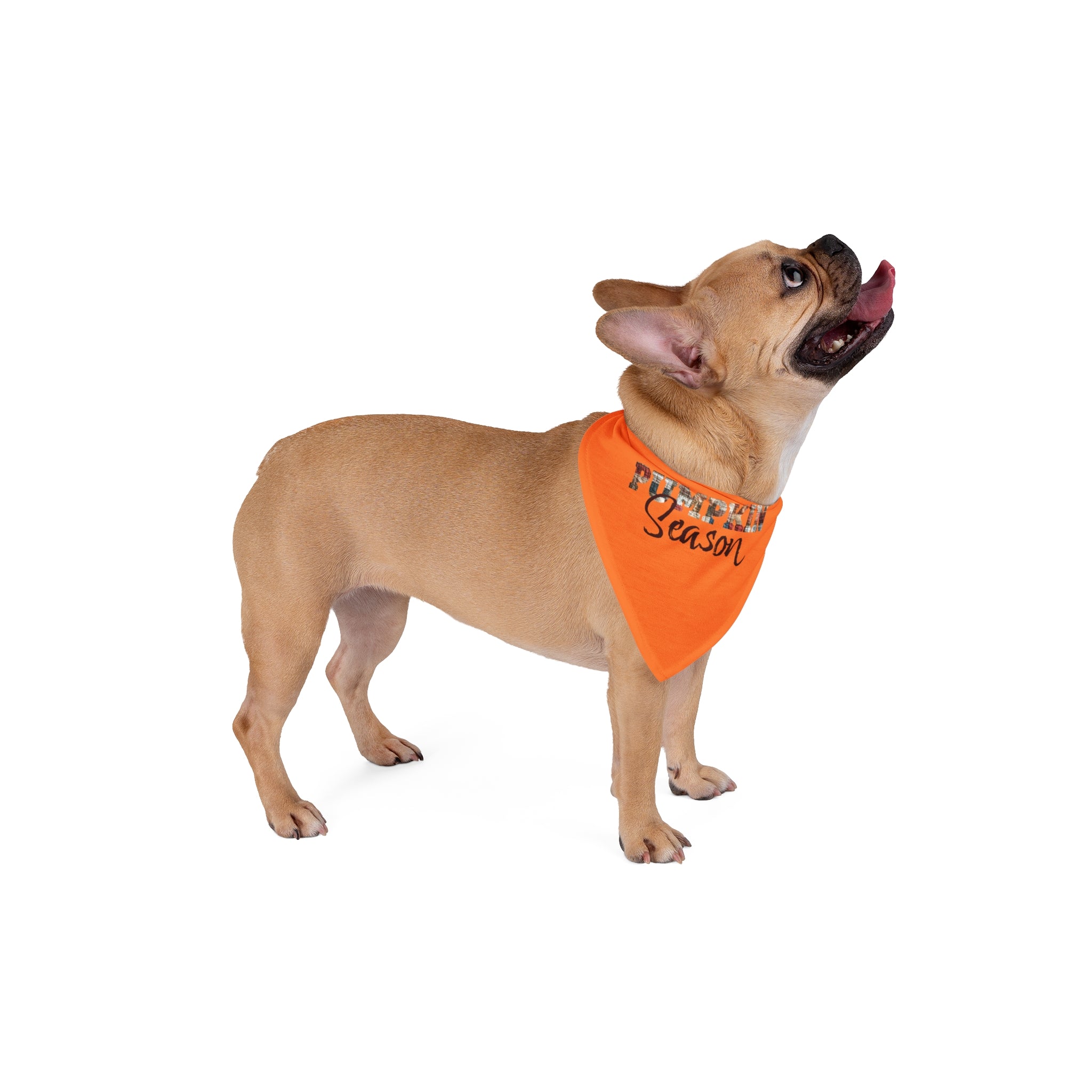 Pumpkin Season Pet Bandana, Cute Fall Pet Accessory, Dog Scarf for Autumn, Pet Costume, Seasonal Dog Wear